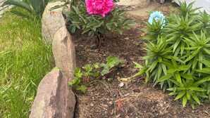 A garden with a stone birdbath, a pink flower, and various plants. - Cozy Cape Cottage (Brewster)