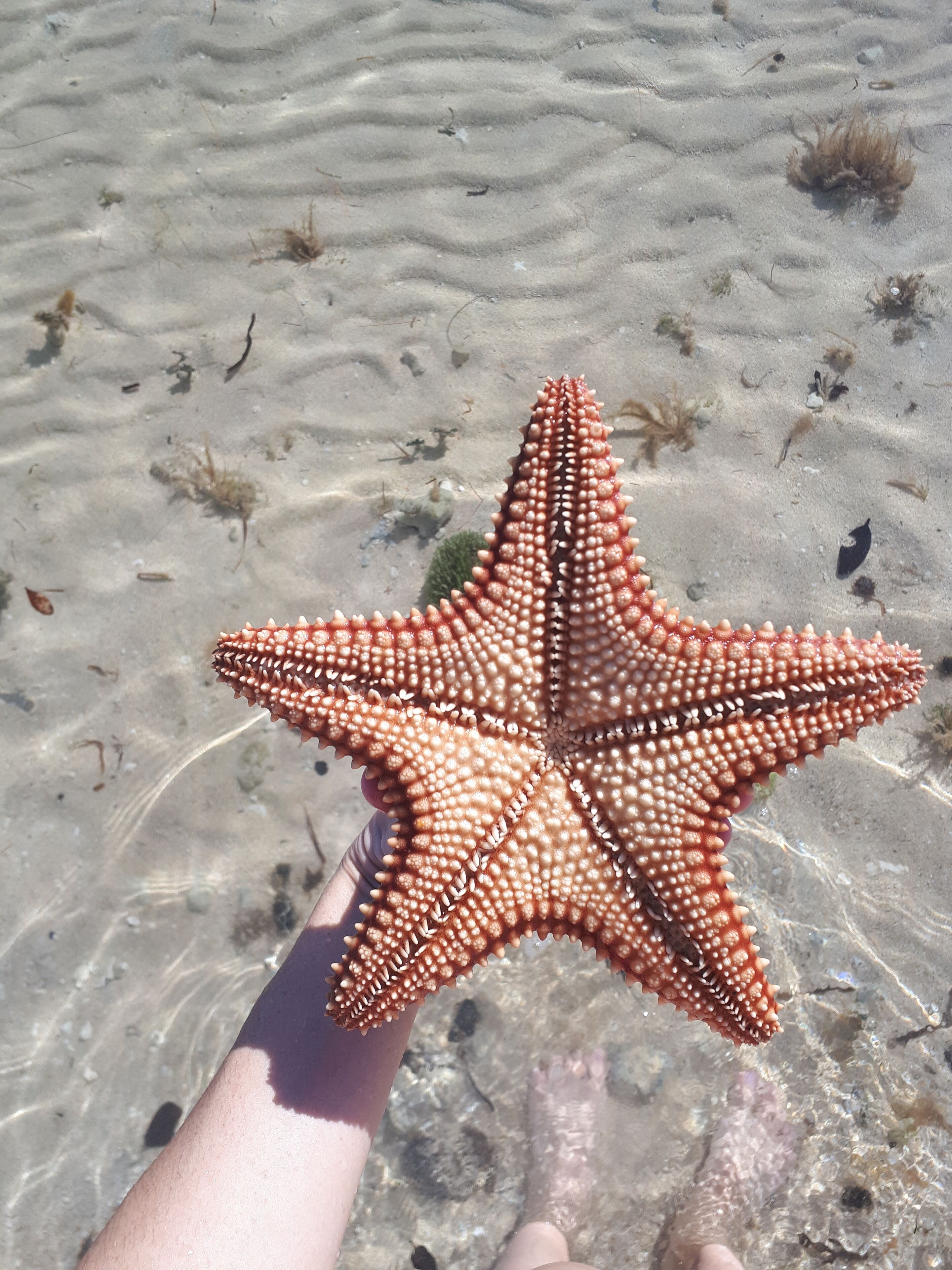 Una mano sostiene una estrella de mar en una playa arenosa.