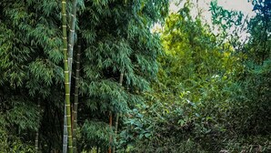 Een smal stenen pad, omringd door dichte bamboe en varens, dat door een weelderig, groen bos loopt.