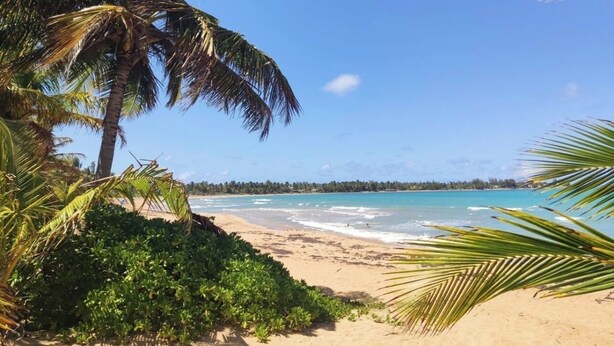Ein Strand mit Palmen und freiem Blick auf das Meer.