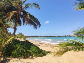 Una playa con palmeras y una vista despejada del océano.