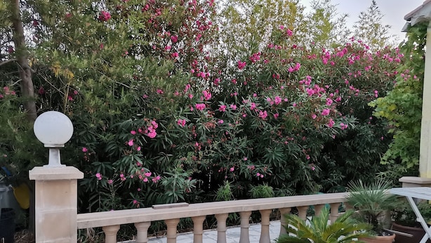 A garden with a stone balustrade and potted plants. - Spacious villa close to center and beaches. (Hyères)