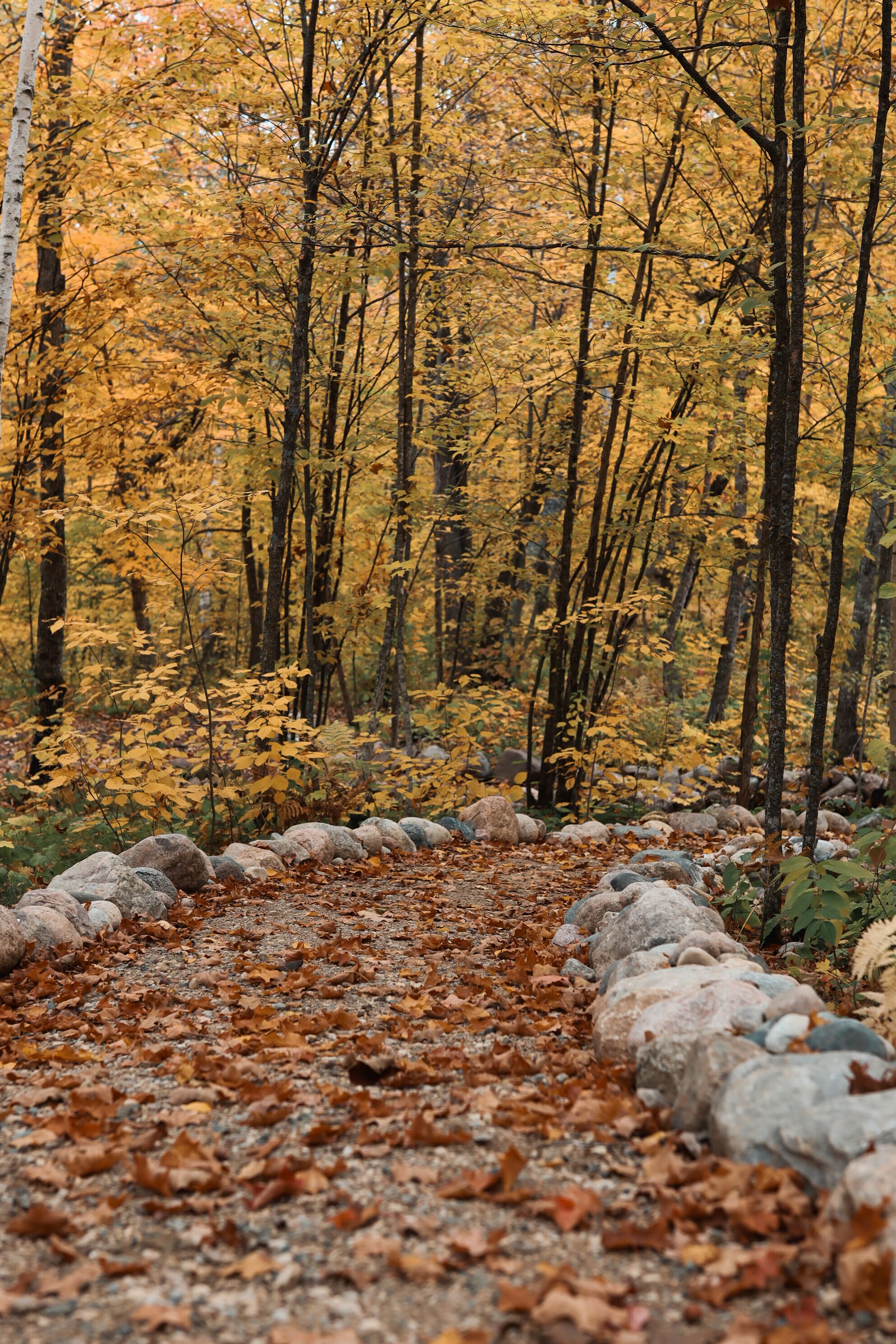 A forest path with rocks and fallen leaves.