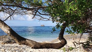 A beach scene with a tree in the foreground and a rocky shoreline. - La Kaz a Kikite - Magnificent luxury villa with swimming pool (Saint François)