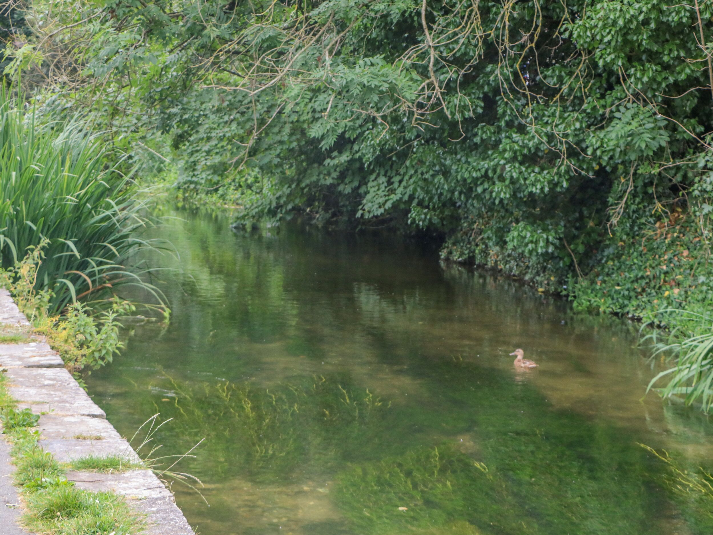 Un fiume tranquillo, fiancheggiato da una fitta vegetazione.