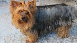 Un perro pequeño de pelaje marrón y negro sobre una superficie de hormigón.