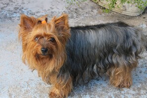Un petit chien au pelage brun et noir, debout sur une surface en béton.