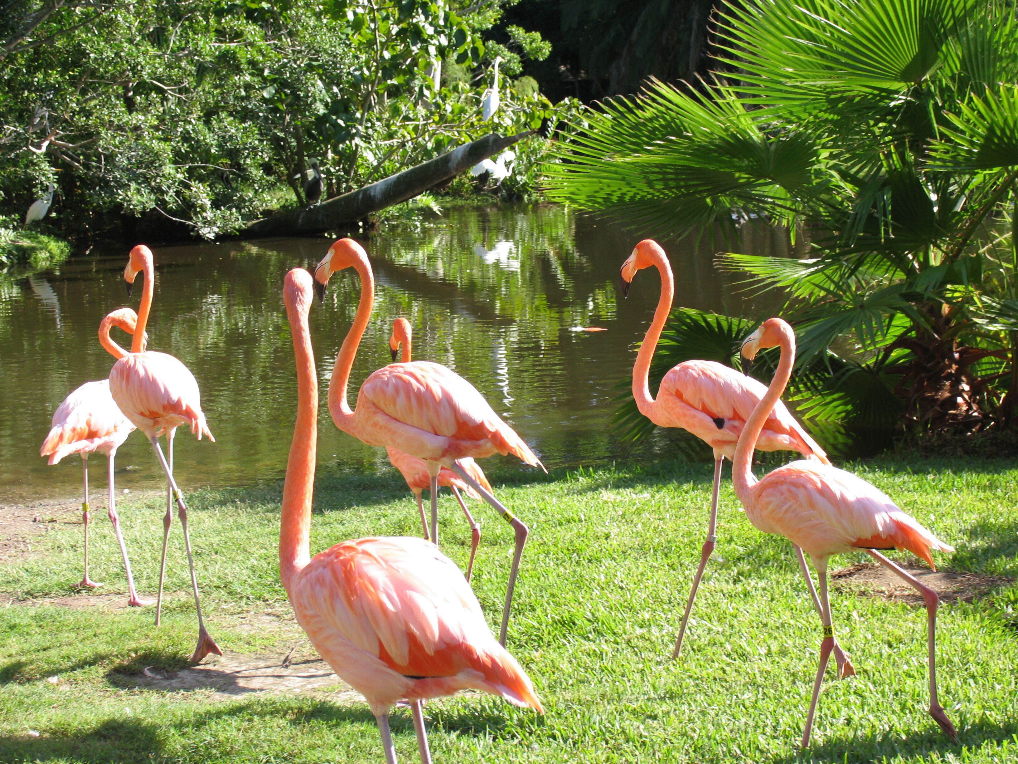A group of flamingos standing on grass near a body of water with trees in the background.