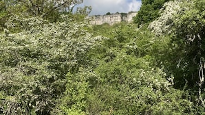 Un paisaje natural con vegetación densa, diversos árboles y un acantilado rocoso en la distancia.