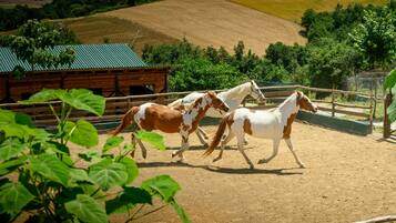 Un écurie abritant trois chevaux.
