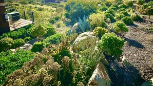 Un jardín con diversas plantas y rocas, un edificio de techo plano y un cielo despejado con el sol brillando.