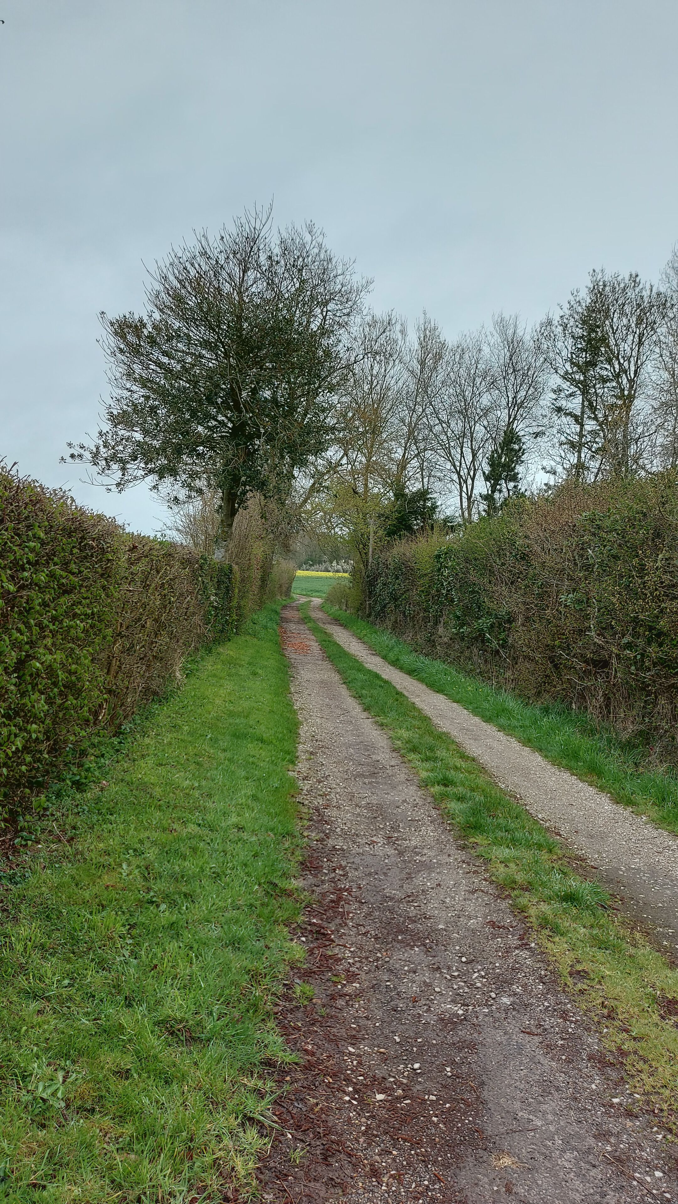 Uma trilha de terra rural ladeada por sebes e árvores, que conduz a um campo.