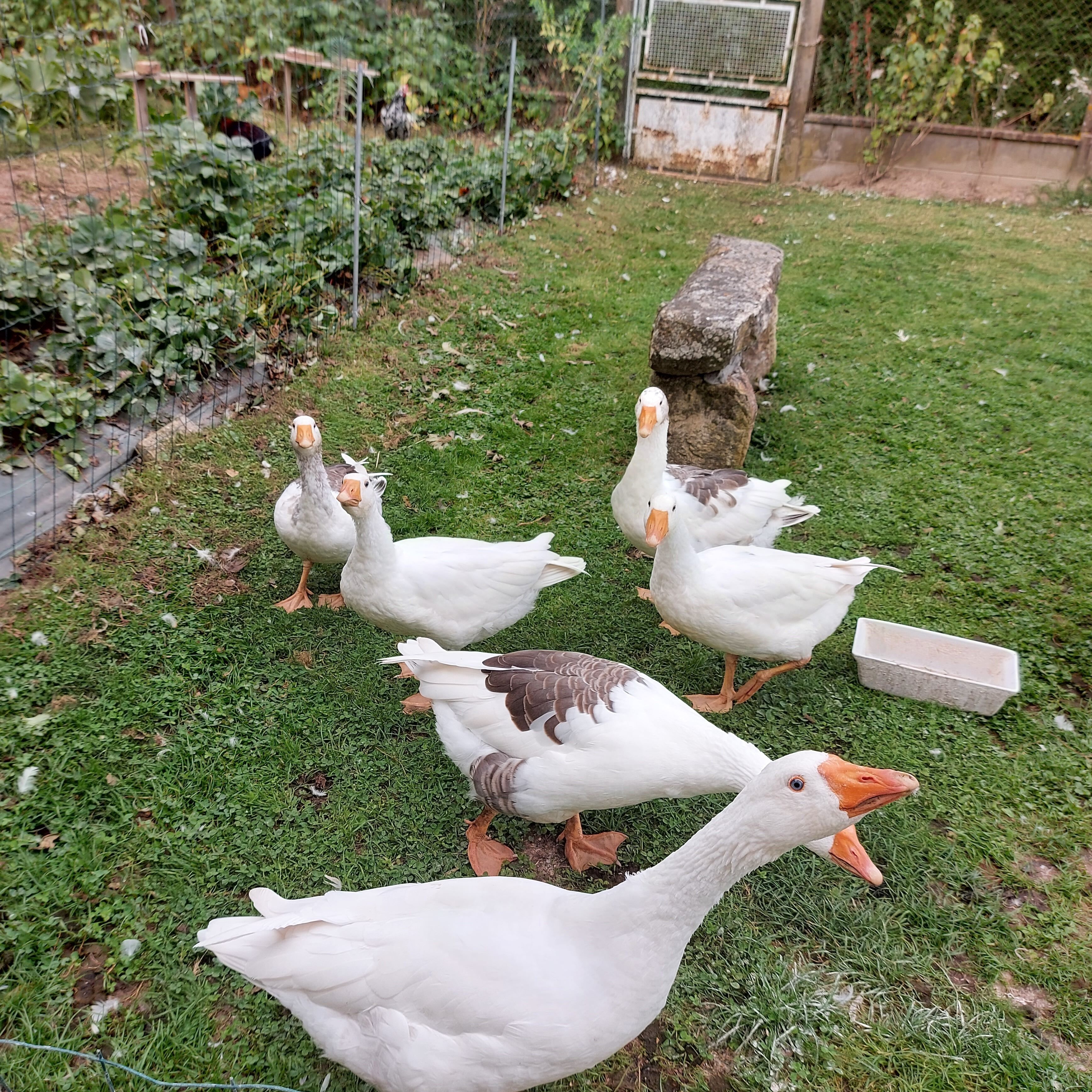 A group of geese in a grassy outdoor area with a feeding trough and a stone structure.
