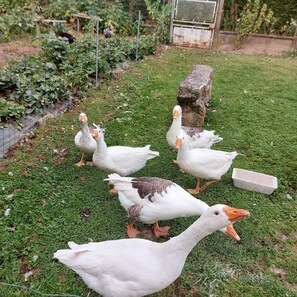 Habitación triple Confort, varias camas, no fumadores, materiales antialérgicos | Vistas desde la habitación