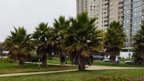 Ein Park mit Palmen und einem Weg.