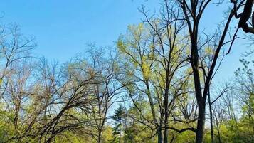 A park with a well-maintained lawn and trees.