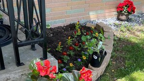 Ein Blumenbeet mit roten und violetten Blumen, eine Backsteinmauer und im Hintergrund ein Blumentopf mit roten Blüten.