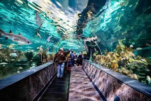 An underwater tunnel with visitors walking through, surrounded by marine life. - PROMO 10% WEEKLY DISCOUNT
Family Cabin Near Dollywood, Hot Tub, Arcade, Pool (Sevierville)