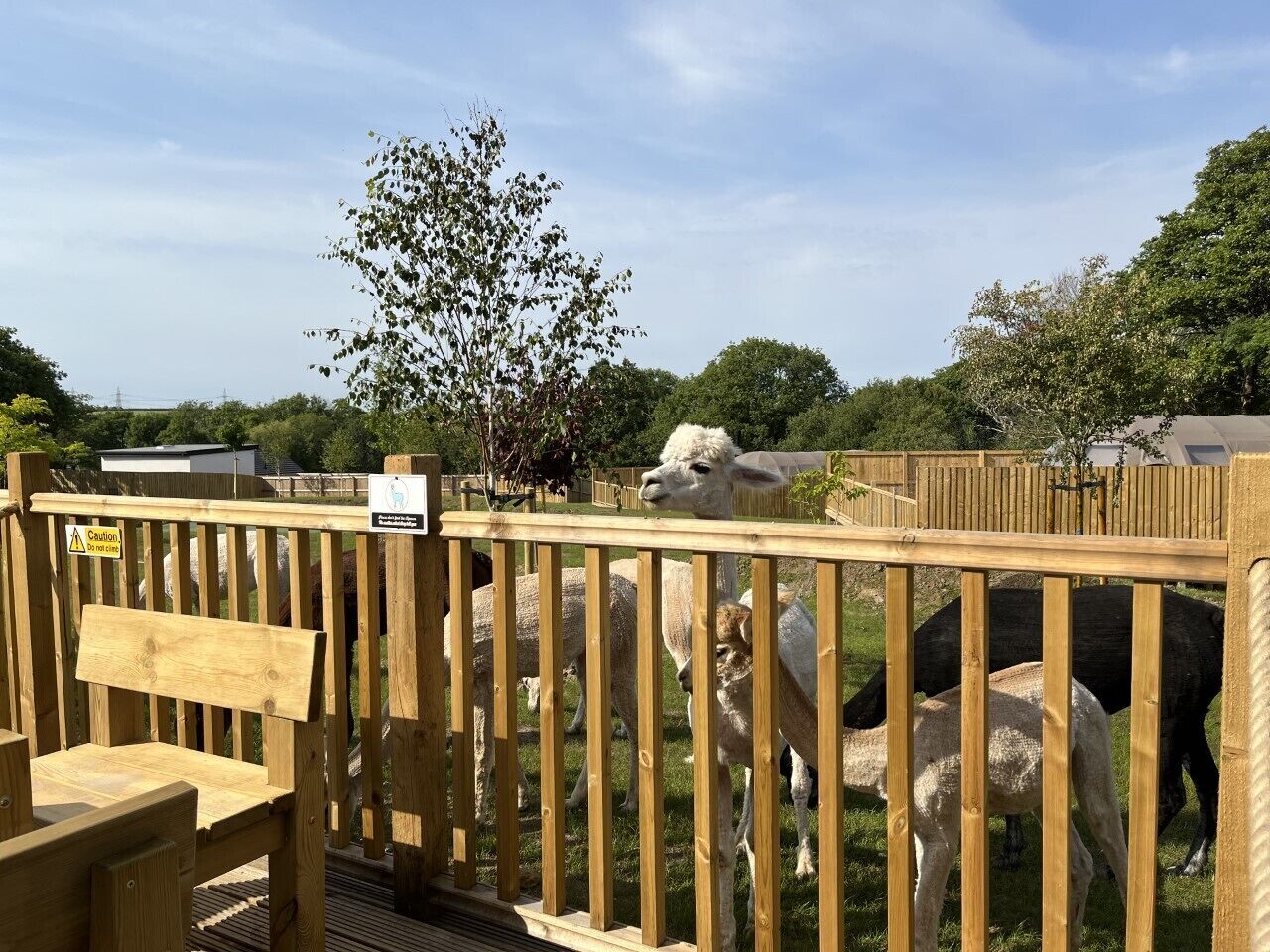 A wooden fence with a sign, a bench, and sheep in a fenced area.