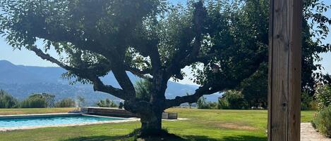 Ein großer Baum in einer grünen Wiese mit einem Pool und Bergen im Hintergrund.