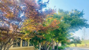 Ein Haus mit einem steinbelagten Weg, der zum Eingang führt, umgeben von Bäumen mit Herbstlaub.