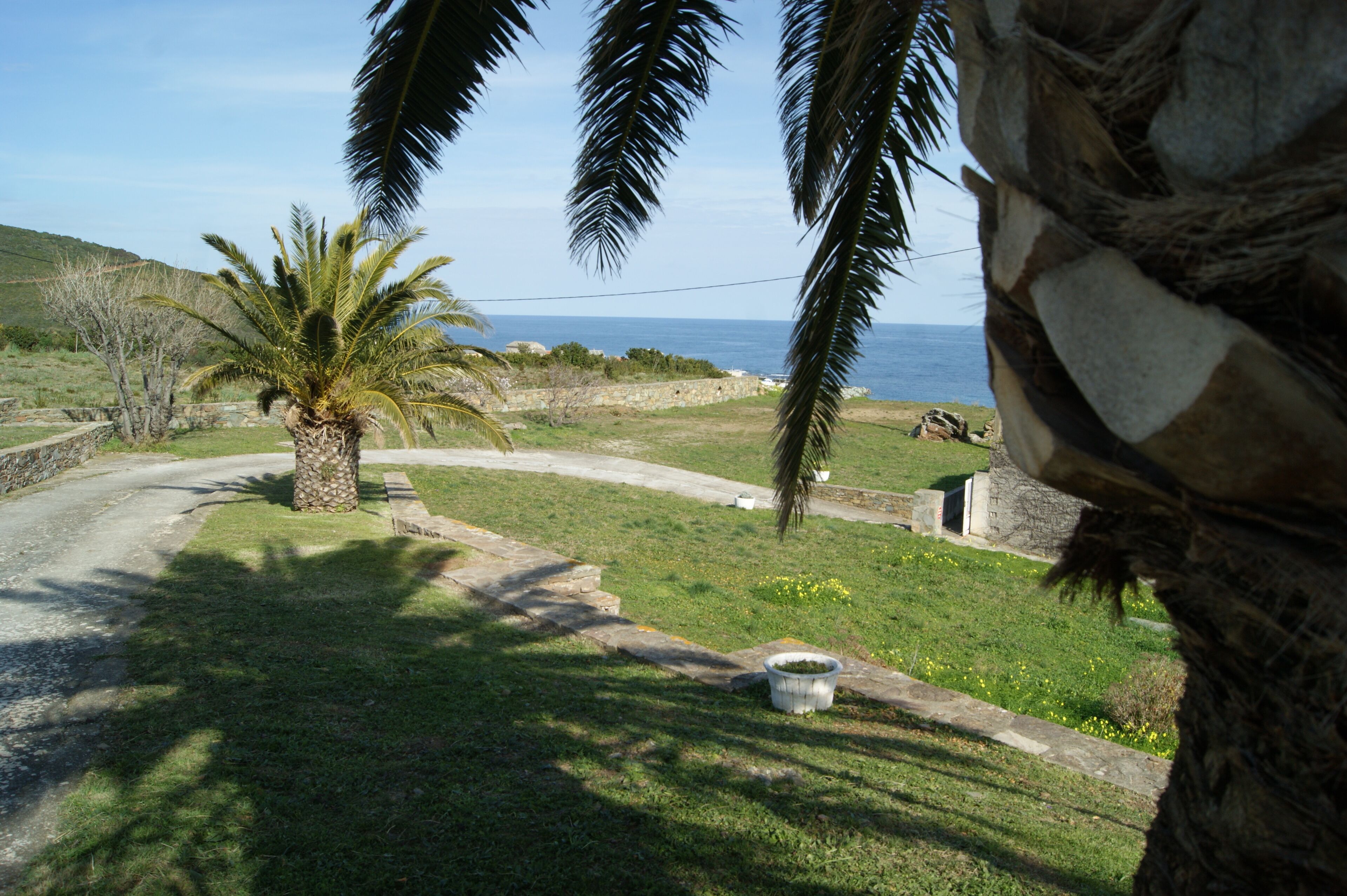 Strada di campagna che conduce a una zona erbosa con una palma e un muro in pietra.