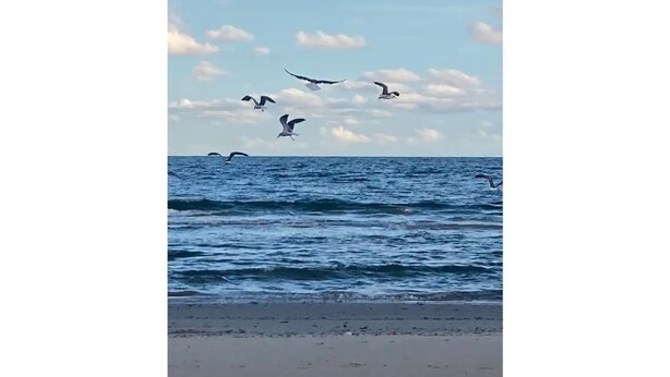Uma praia com ondas e pássaros voando no céu.