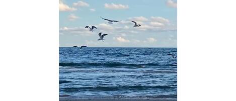 Vlak bij het strand, ligstoelen, strandlakens