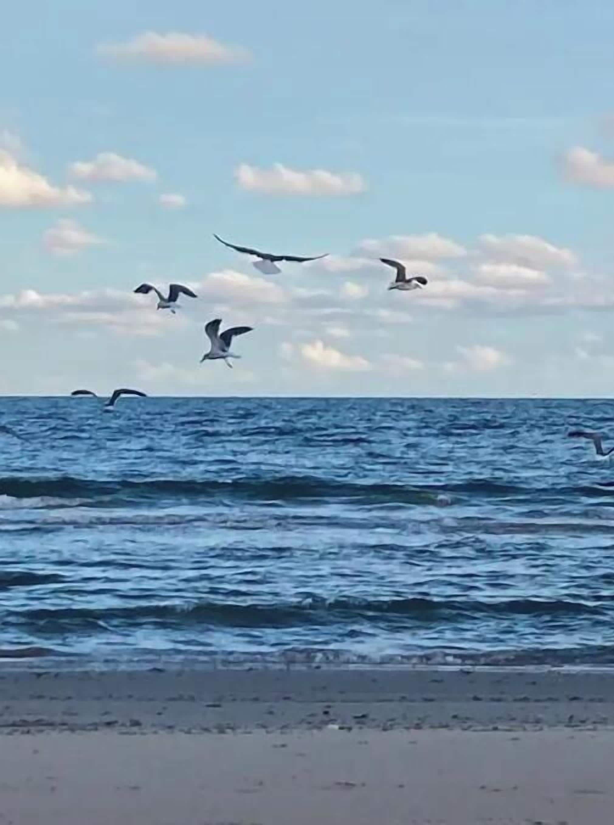 A beach with waves and birds flying in the sky.