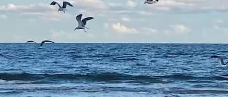 A beach with waves and birds flying in the sky.