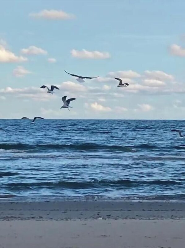 A beach with waves and birds flying in the sky.
