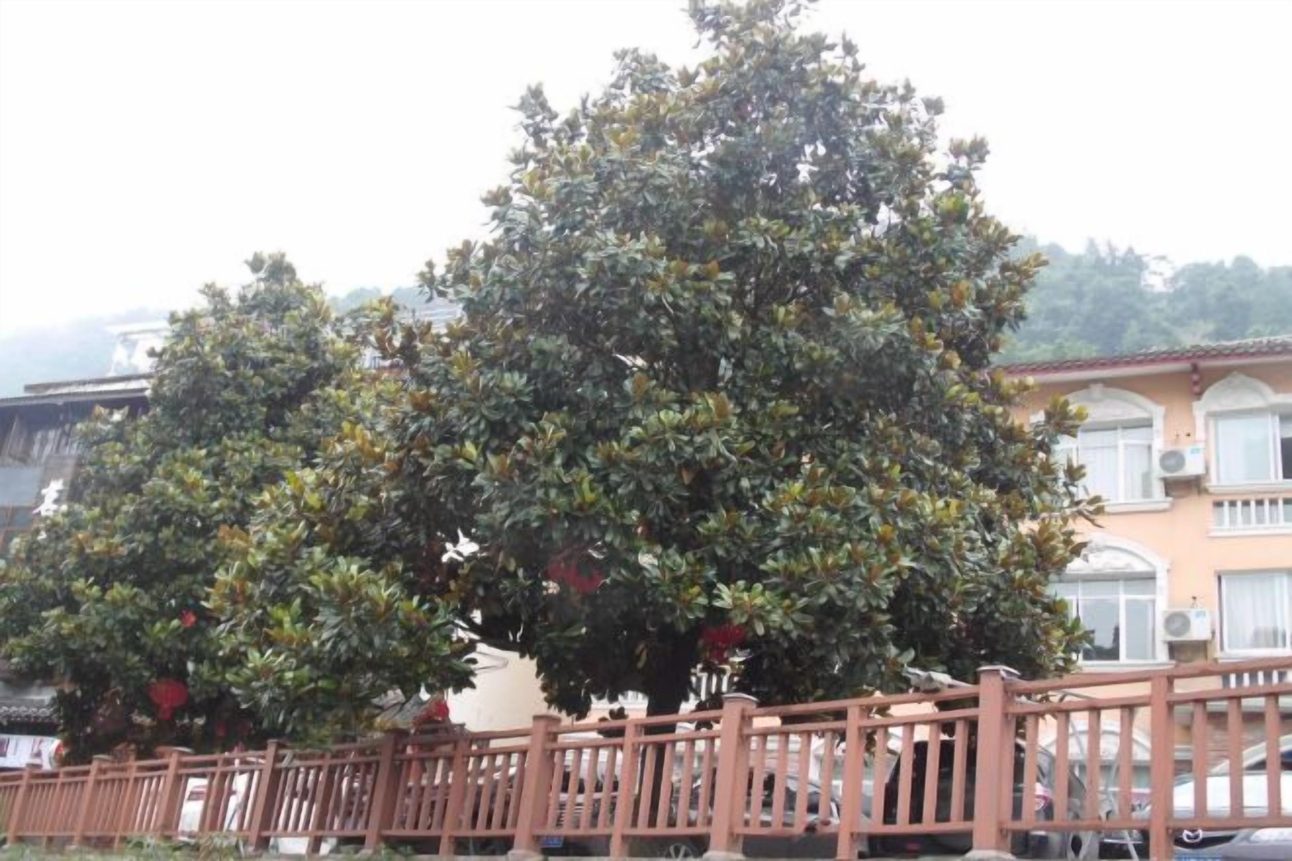 A large tree in front of a building with a fence.