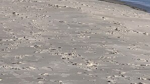 Ein Strand mit einem Steg, der ins Wasser führt.