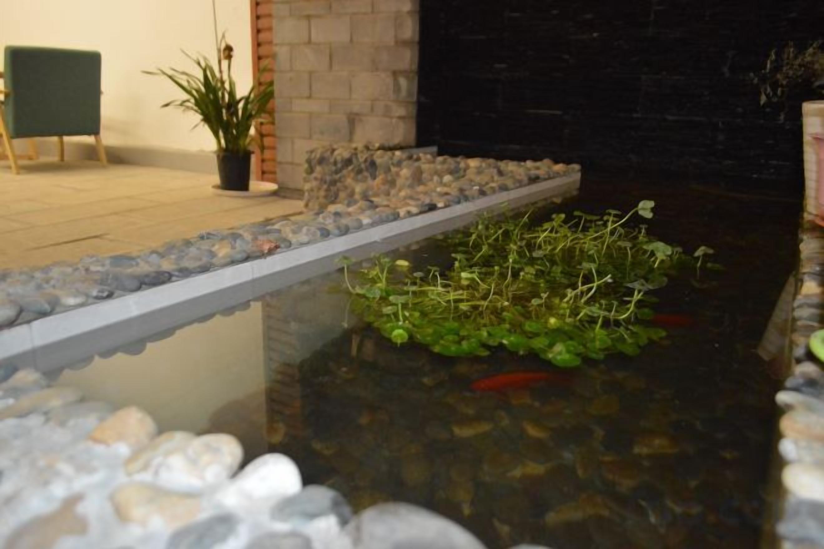 Un pequeño estanque con plantas y peces, un muro de ladrillo y una planta en maceta.