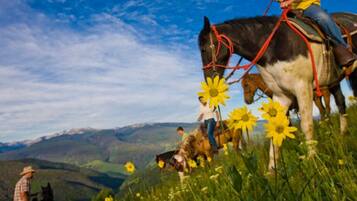 A person riding a horse on a grassy hill with yellow flowers and a mountainous landscape in the background.