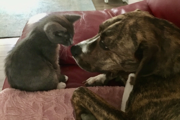 Animaux de compagnie acceptés