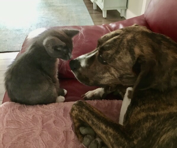 A dog and a cat sitting on a red couch.
