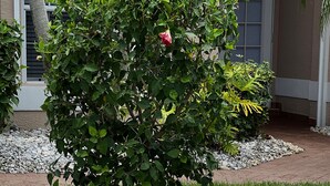 Un jardin agrémenté d’un rocher sur lequel est gravé le nom « Villa Rose Garden », le tout entouré de galets et d’herbe.