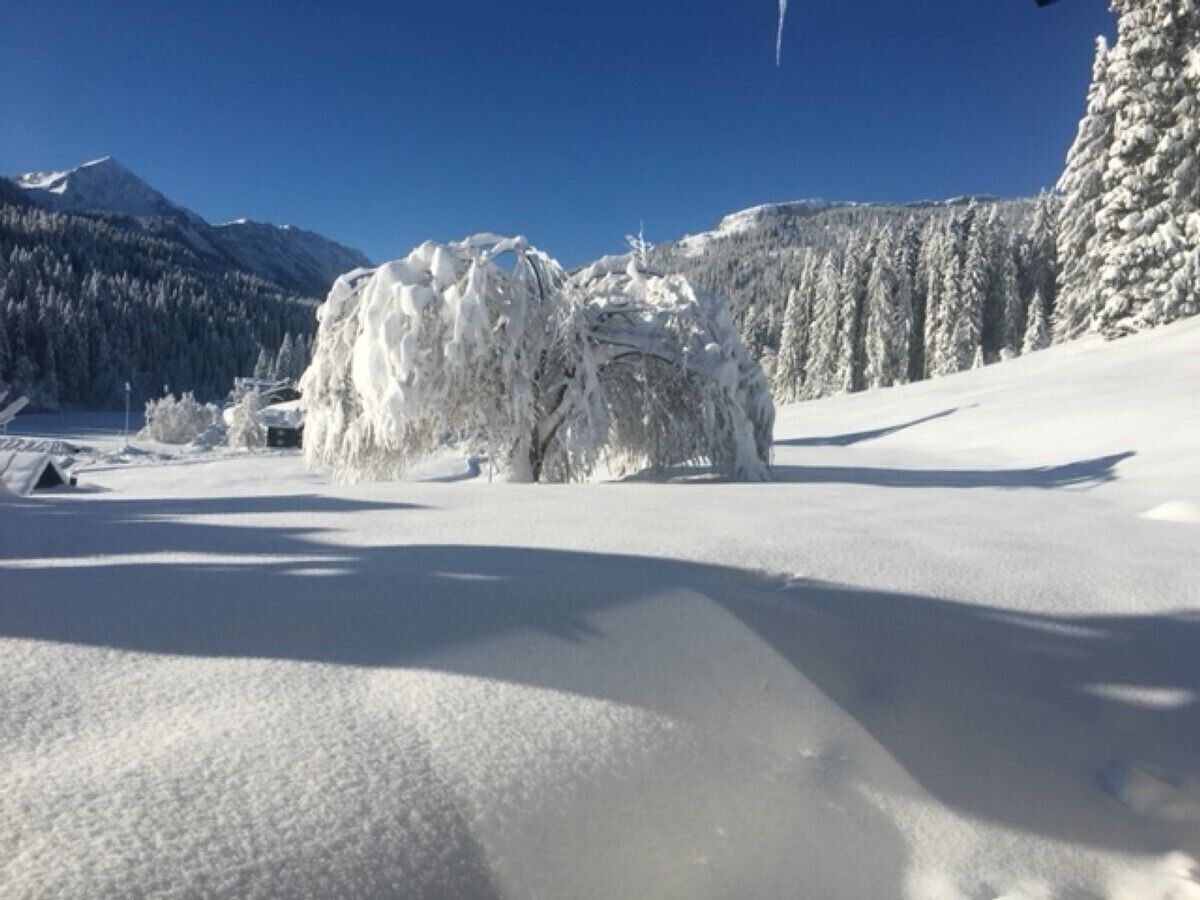 Eine verschneite Landschaft mit einem mit Schnee bedeckten Baum und Bergen im Hintergrund.