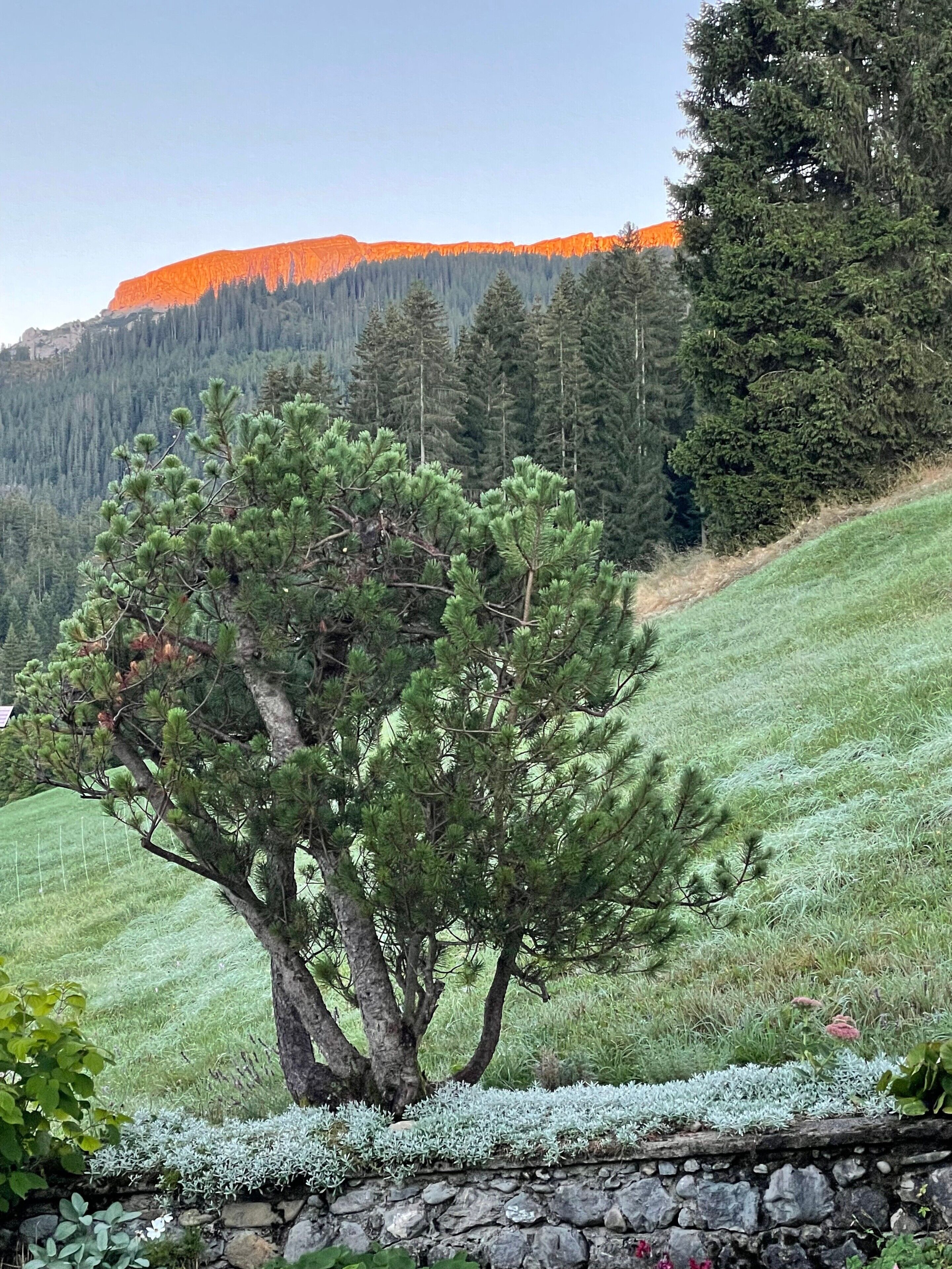 A tree in a grassy area with a stone wall and a mountain in the background.