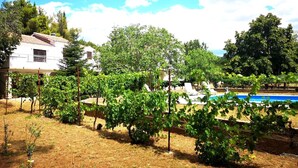 Un vignoble avec des rangées de vignes, une piscine et un bâtiment blanc en arrière-plan.