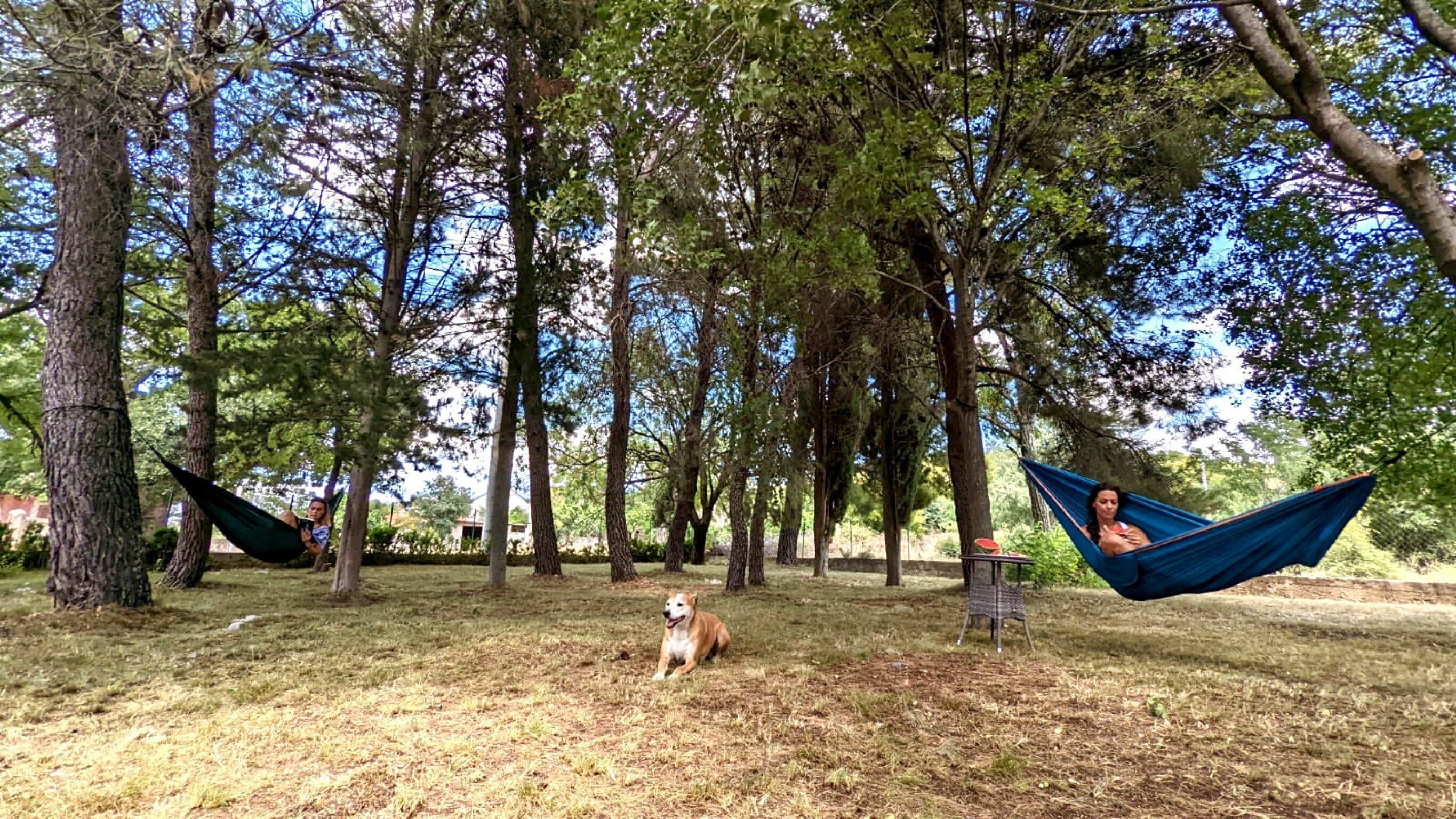 A hammock in a wooded area with a dog and a table.