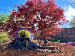 Property grounds - Colorful 50's Ranch in the Heart of Eugene (Eugene)