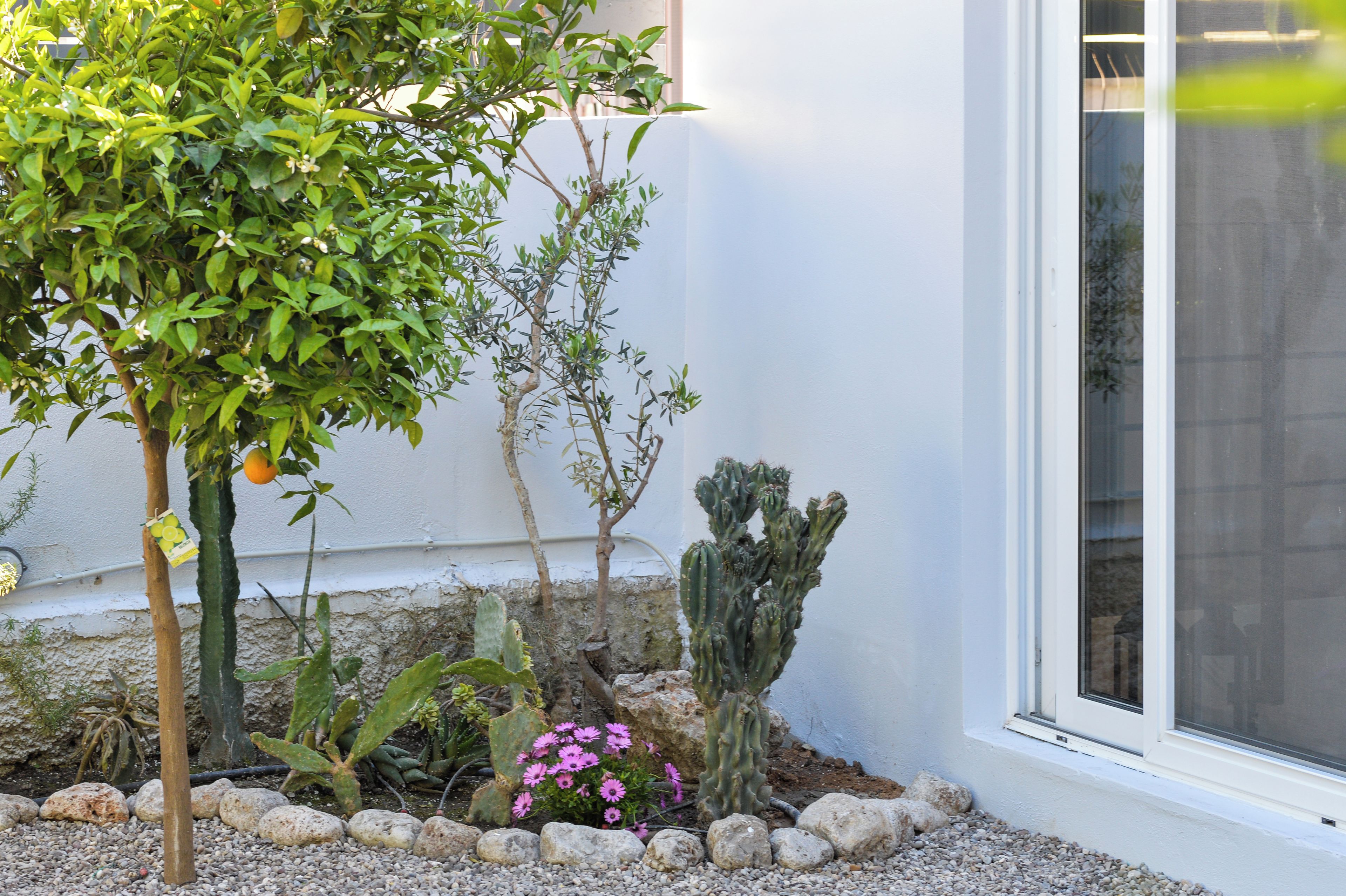 A garden with various plants, including a cactus and a flowering shrub, near a building with a window.