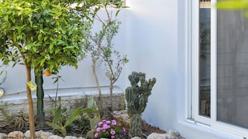 A garden with various plants, including a cactus and a flowering shrub, near a building with a window.