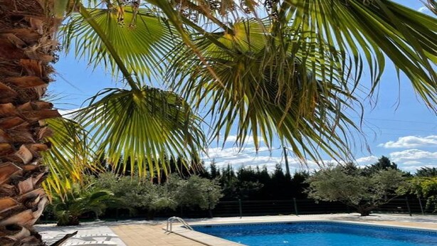 A swimming pool with palm trees and a stone wall.
