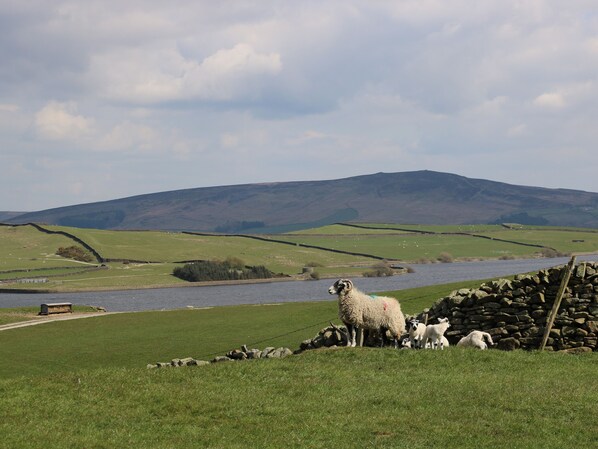 A rural landscape with a river, sheep, and stone walls. - Darrowby Barn (Skipton)