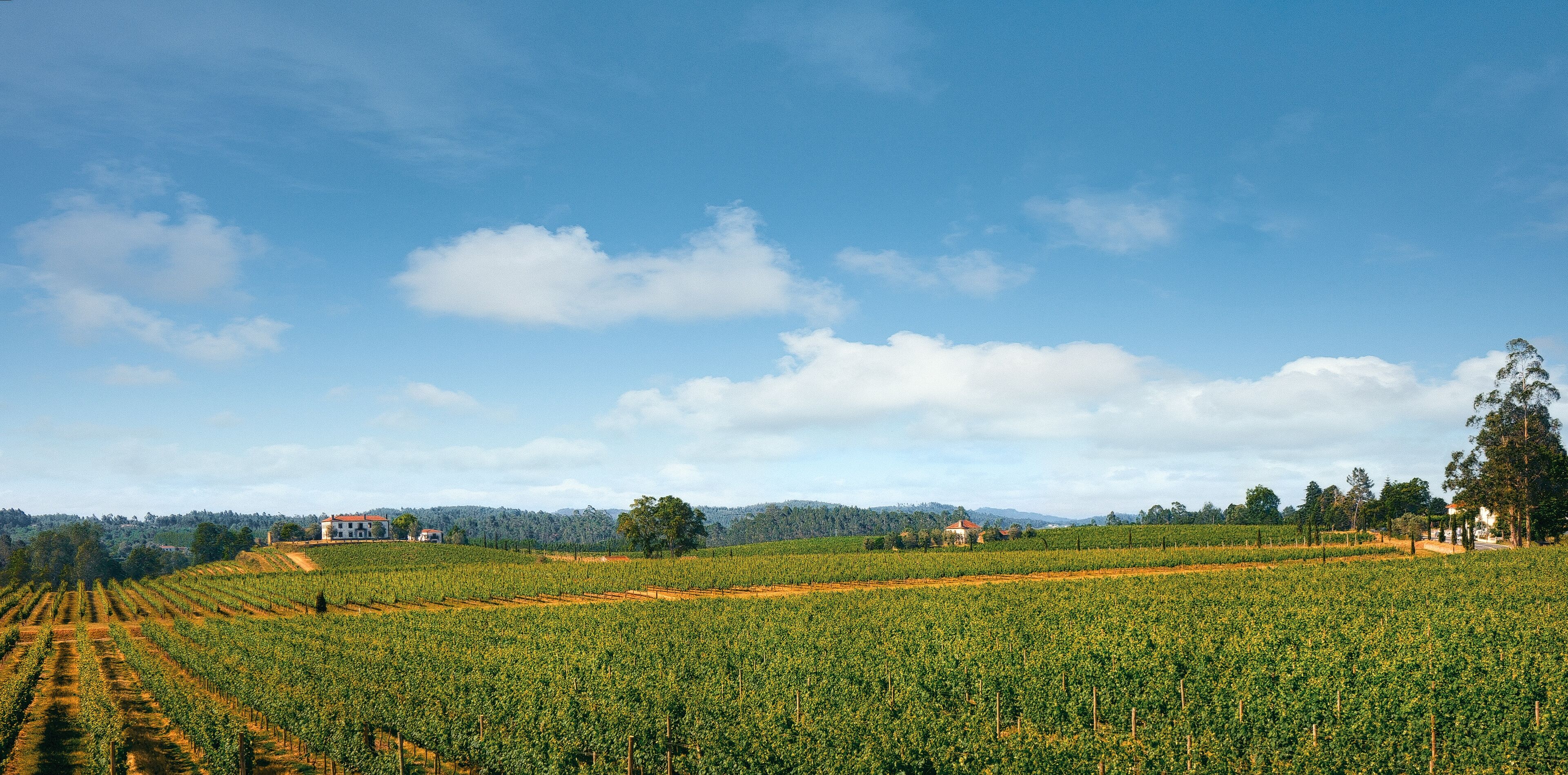 Kebun anggur
