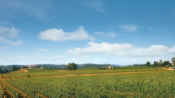 Kebun anggur