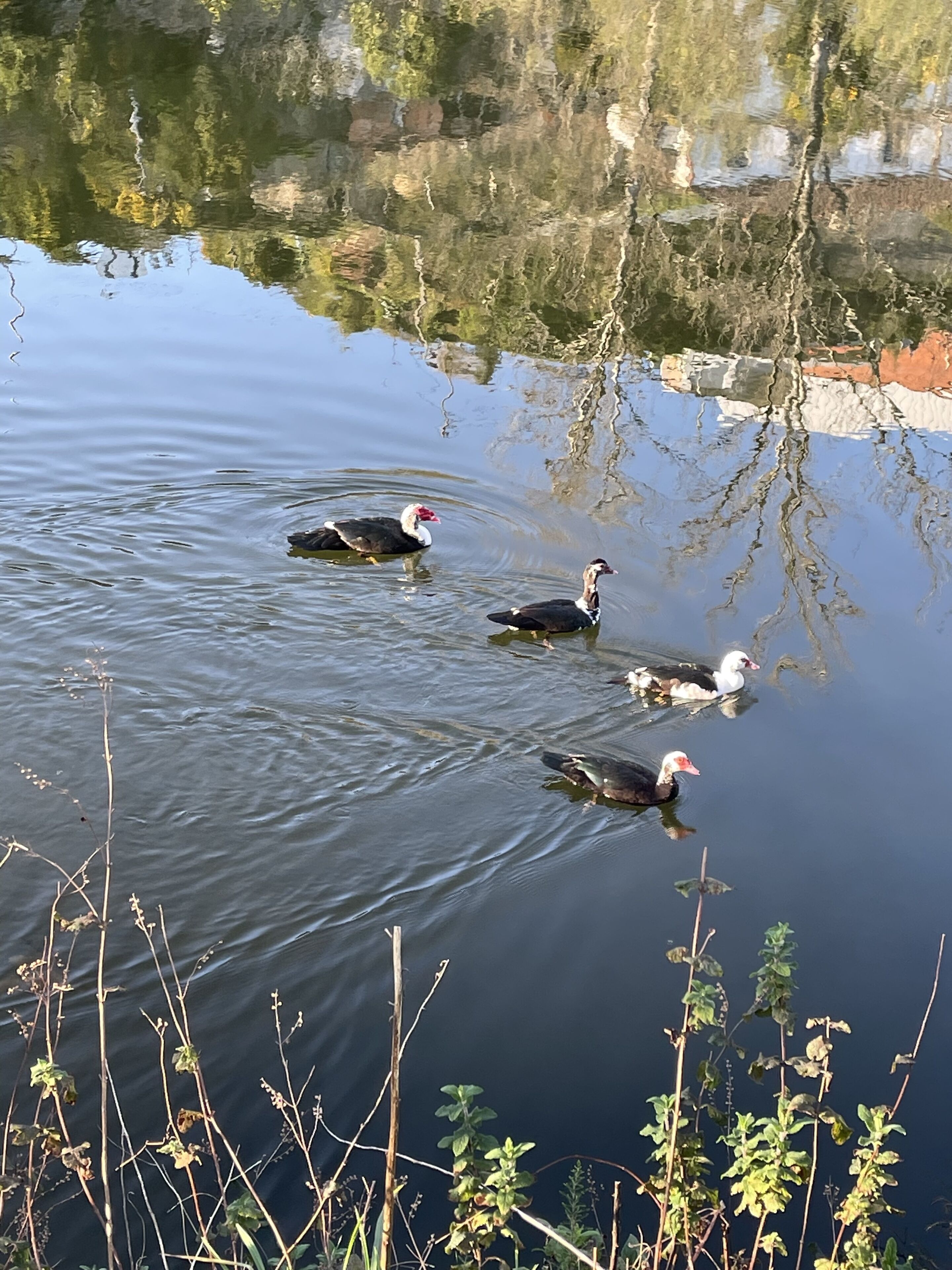 Un lac paisible où nagent trois oiseaux.